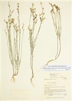 藏品(亞麻)的圖片